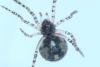 Theridion sp.